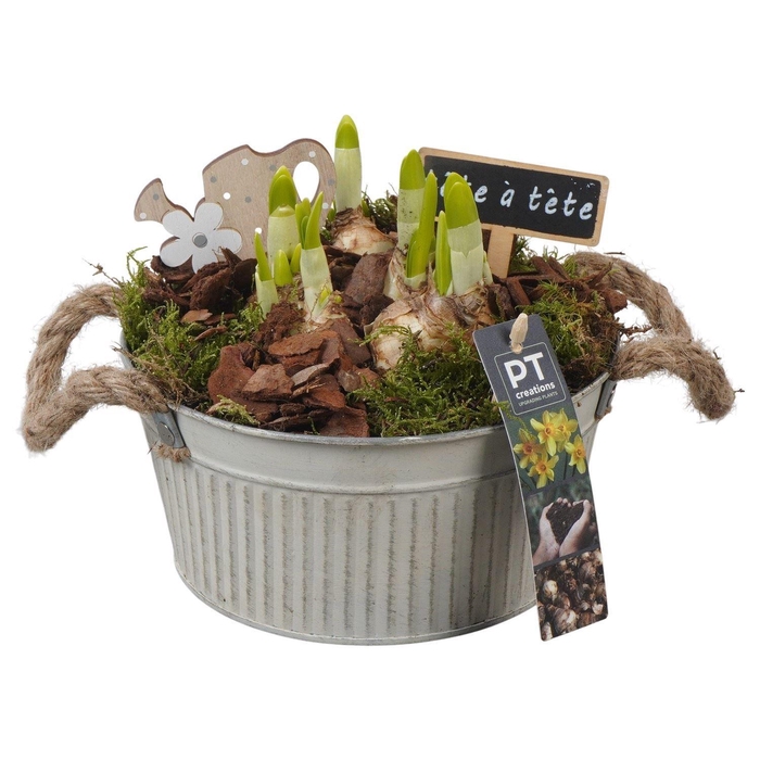 <h4>Arr.  Narcissus Tete Tete L%</h4>