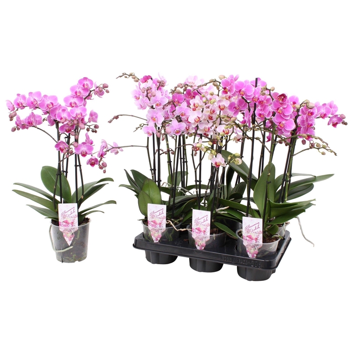 <h4>Phal. Multiflora 3-tak "Roze tinten"</h4>