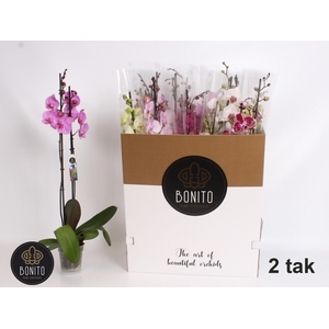 PHAL GEM 8 KL