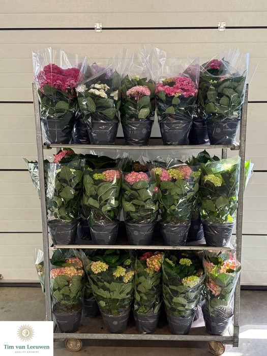 <h4>HYDR M MIXK</h4>