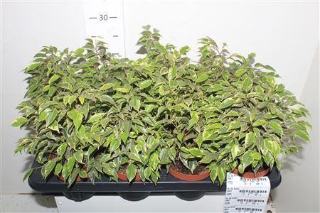 <h4>Fic Be Kinky Bont</h4>