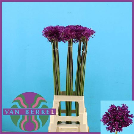 <h4>Allium Purple Sens</h4>