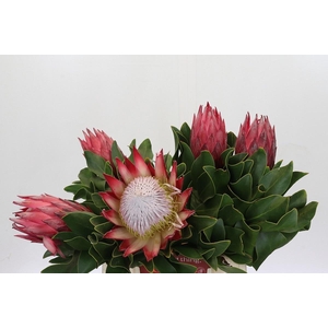 PROTEA CY MADIBA