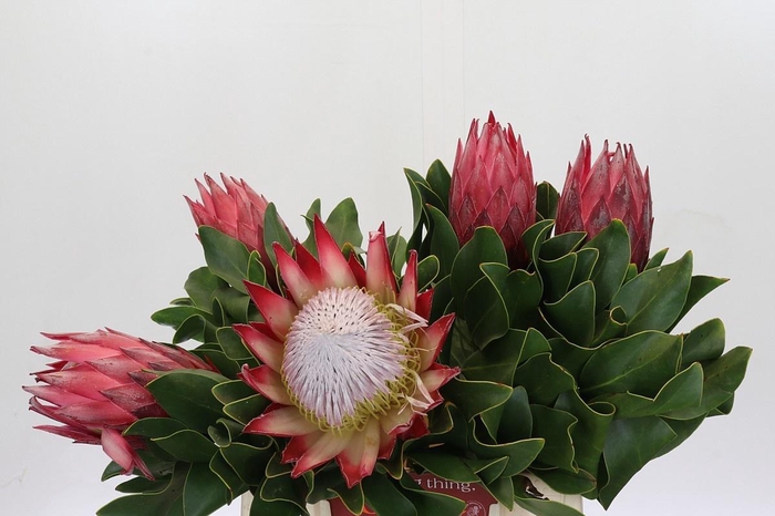 <h4>PROTEA CY MADIBA</h4>