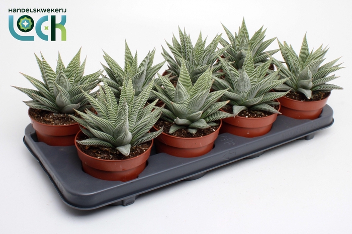 <h4>Haworthia Spider White</h4>