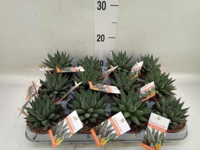 <h4>Haworthia   ...</h4>