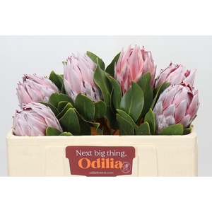 Protea Cynaroides