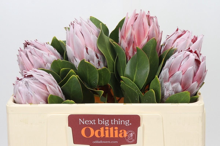 <h4>Protea Cynaroides</h4>