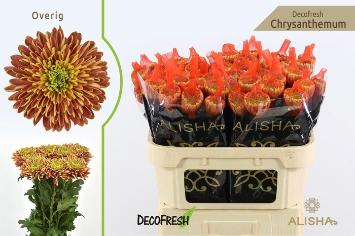 <h4>CHR G PRIST ORANGE</h4>