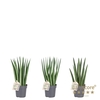 Sansevieria cylindrica mix P11
