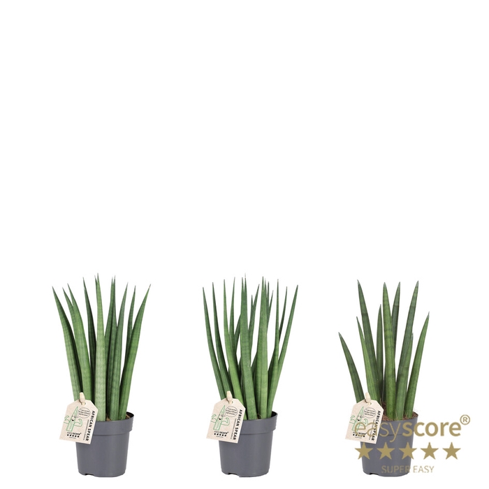 <h4>SANSEVIERIA CYLINDRICA MIX P11</h4>