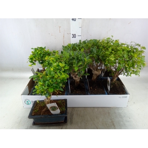 Bonsai   ...mix