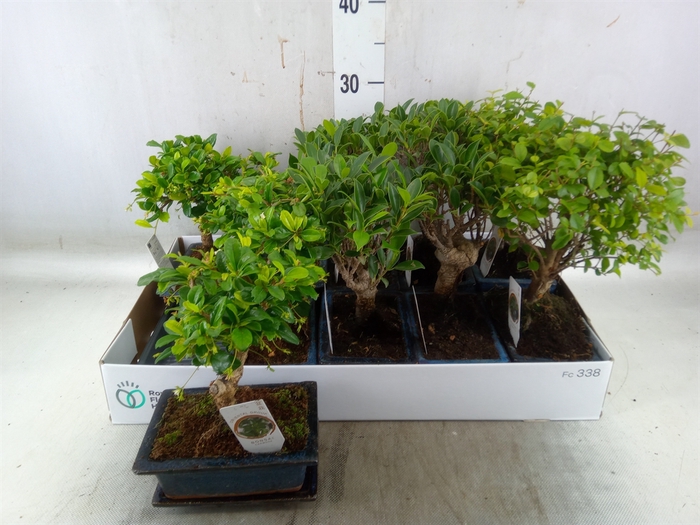 <h4>Bonsai   ...mix</h4>