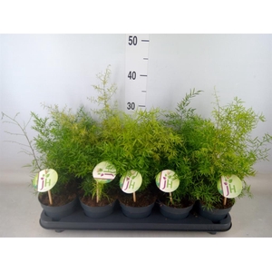 Asparagus dens. 'Cwebe'