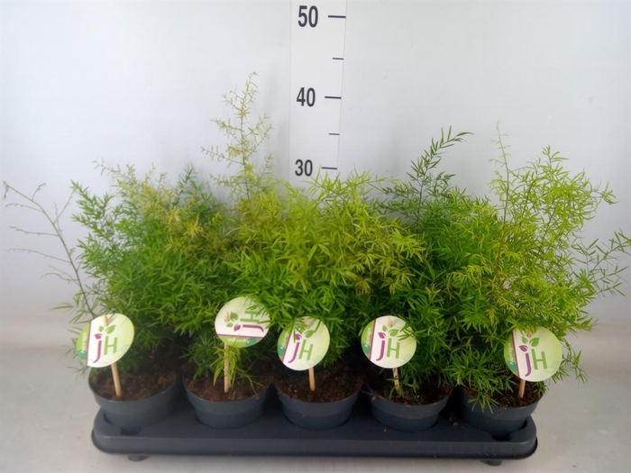 <h4>Asparagus dens. 'Cwebe'</h4>