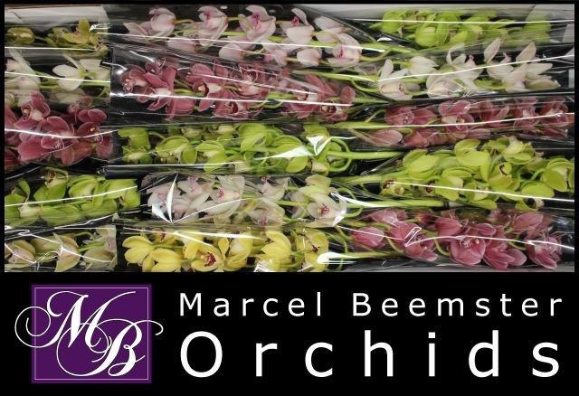 <h4>CYMB MI GEM</h4>