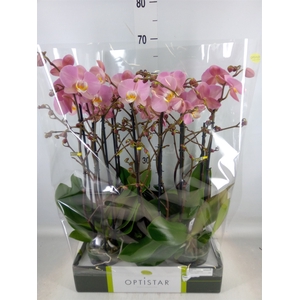 Phalaenopsis  'Ant Padova'