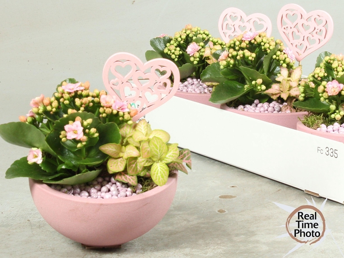 <h4>ARR KAMERPL</h4>