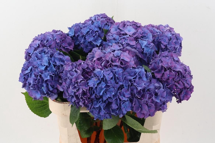 <h4>Hydr M Ch Rodeo Pa</h4>