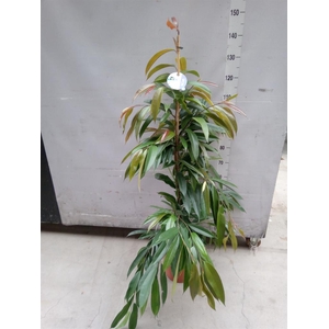 Ficus binn. 'Amstel King'