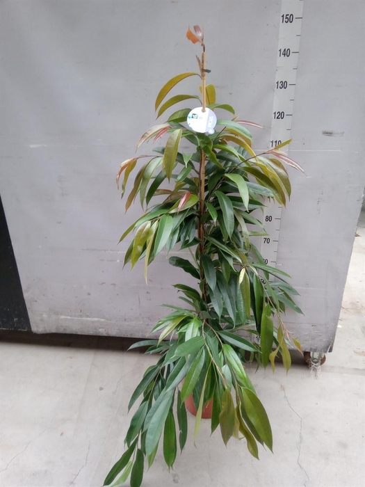 <h4>Ficus binn. 'Amstel King'</h4>