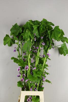 <h4>Malva Sylvestris Zebrina Bio</h4>