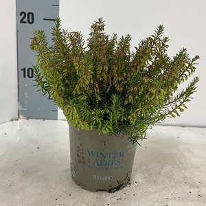 Erica carnea. Winter Ladies® 'Sarah'