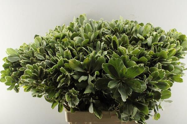 <h4>Deco Gr Pittosporum L 70</h4>