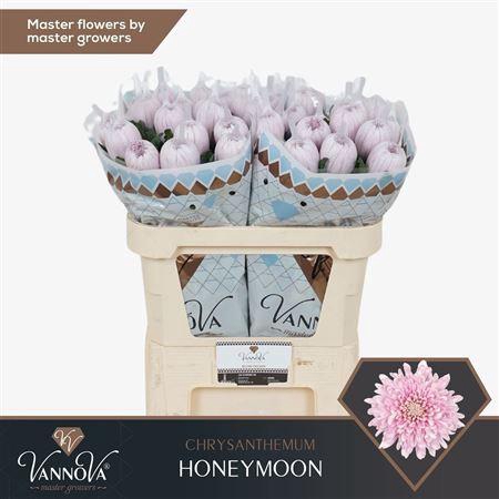 <h4>CHR G HONEYMOON</h4>