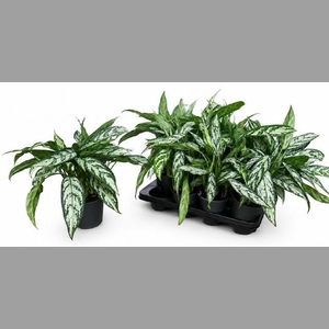 AG KL SILVER QUEEN C