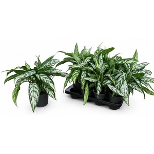AG KL SILVER QUEEN C