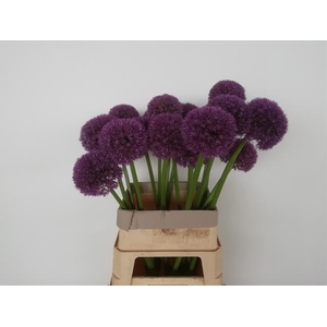 ALLIUM GROSSBLUMIG