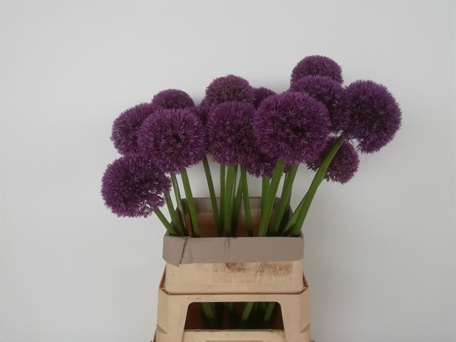 ALLIUM GROSSBLUMIG