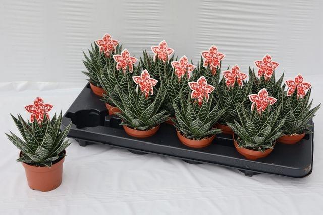 <h4>Aloe Tiki Tahi</h4>