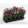 Dianthus Mix