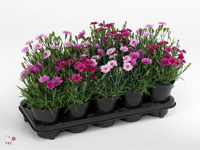 Dianthus Mix
