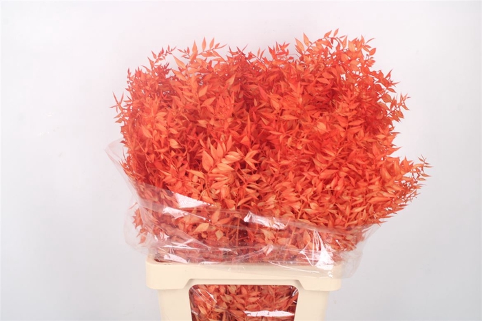 Ruscus. Orange Per Stem