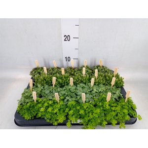 Planten  ..mix