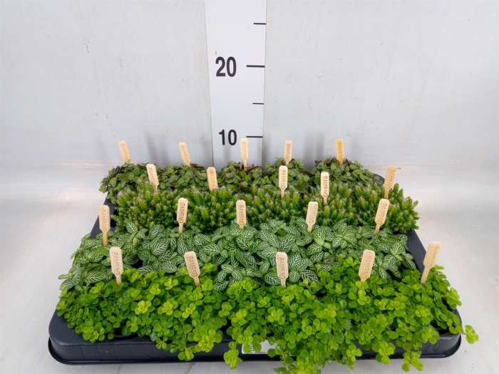 <h4>Planten  ..mix</h4>