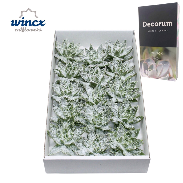 <h4>Echeveria White Snow Cutflower</h4>