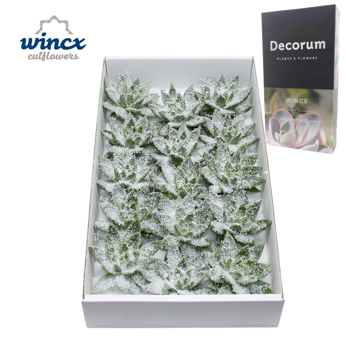 <h4>Echeveria White Snow Cutflower</h4>