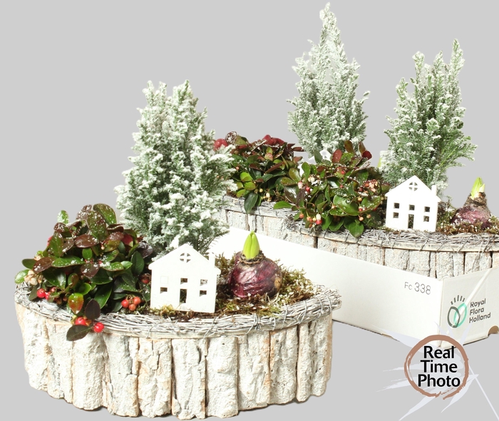 <h4>ARR TUINPLANTEN</h4>