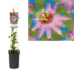 Passiflora 'Anastasia' +light label