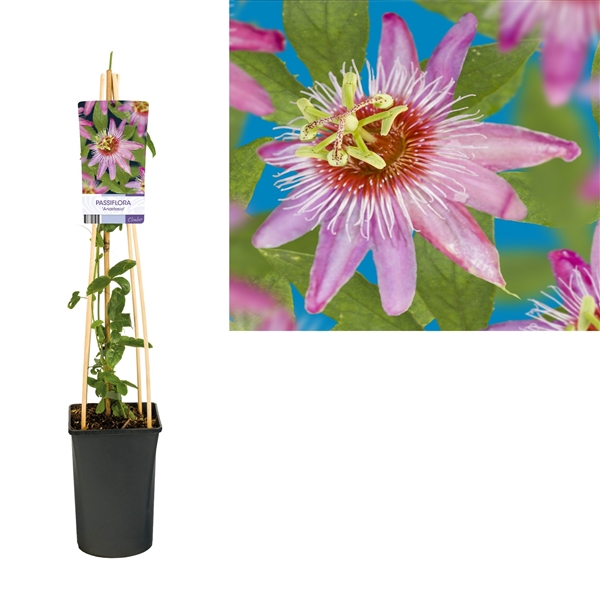 <h4>Passiflora 'Anastasia' +light label</h4>