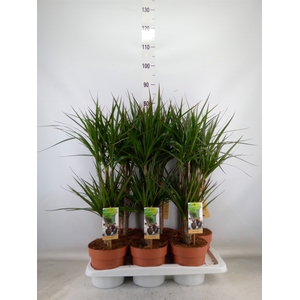 Dracaena marg.