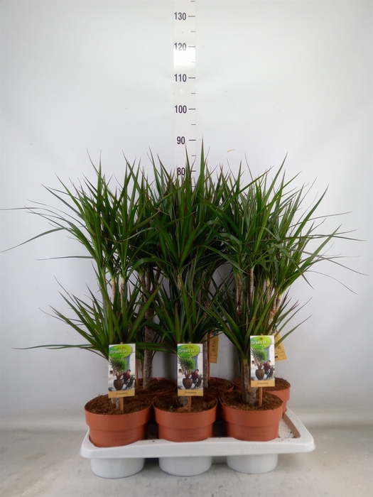 <h4>Dracaena marg.</h4>