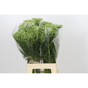 Ammi Visnaga