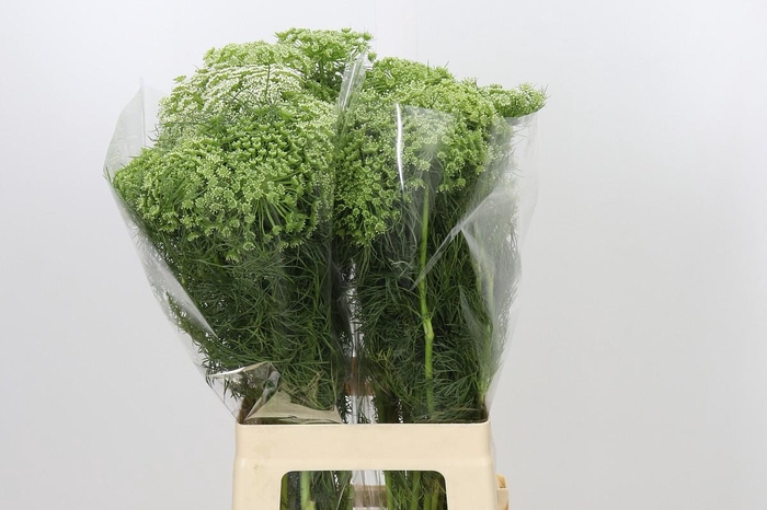 <h4>Ammi Visnaga</h4>
