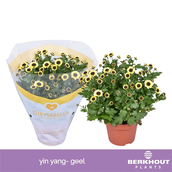 <h4>Chrysanthemum Yin Yang yellow</h4>