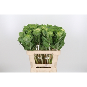 Brassica White Crane
